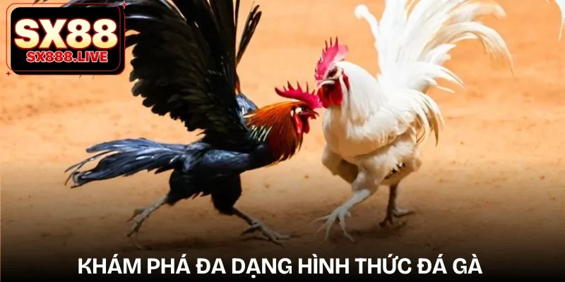 da-ga-sx88-hinh-thuc