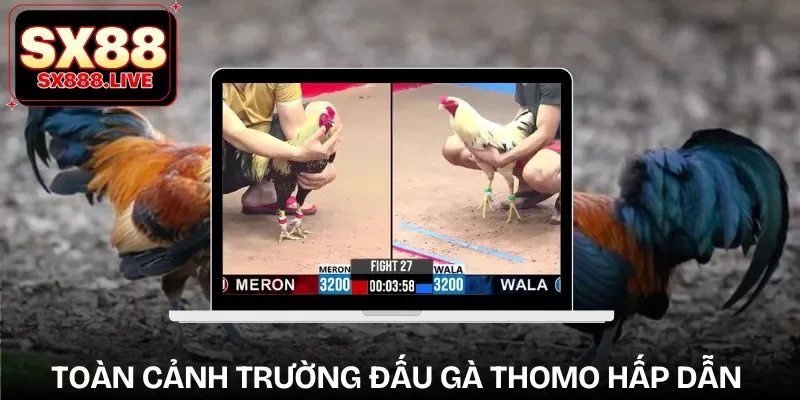 truc-tiep-da-ga-thomo-tong-quan